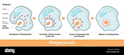 Phagocytosis In Four Stages Entrapment Of Food Particle Formation Of