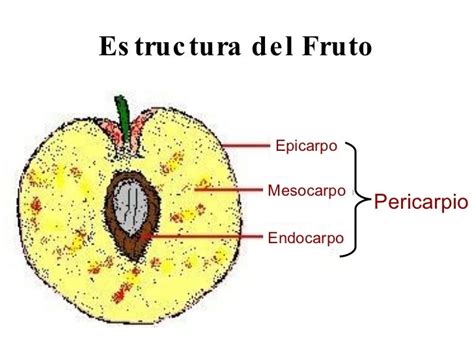 Morfologia De Fruto