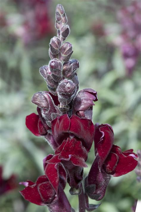 Red Snapdragon Flower Seeds Idalias Salon