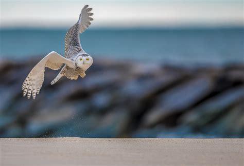 Snowy Owl Audubon Field Guide