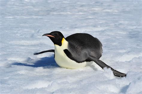 Premium Photo | Emperor penguin on the snow