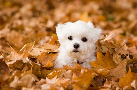 10 Raças De Cachorros Pequenos E Fofos Tudo Sobre Cachorros