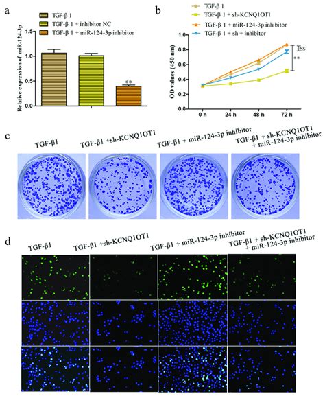 Kcnq Ot Knockdown Inhibits Renal Fibrosis Through Suppression Of