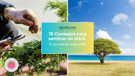 Consejos Para Sembrar Un Rbol Agrochic Jardiner A Y Bienestar