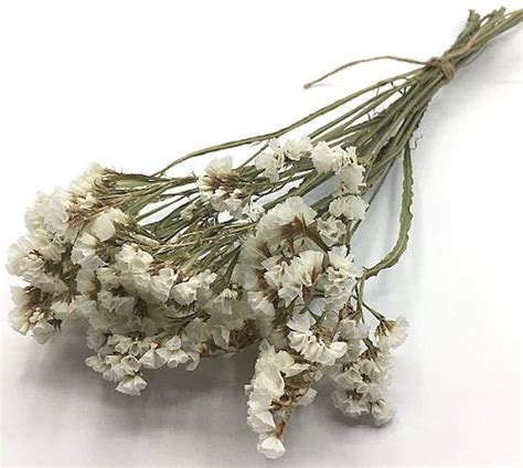 Dried White Statice Flowers For Bouquet Or Vase Etsy Dried Flowers