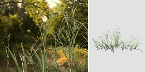 Barnyard Grass Species Pack Vfx Speedtree