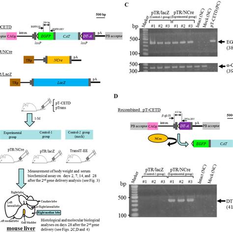 Ecdysone receptor-based gene switches. A. " Classical " insect... | Download Scientific Diagram