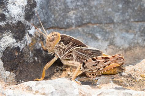 European Giant Steppe Grasshopper Prionotropis Hystrix · Inaturalist