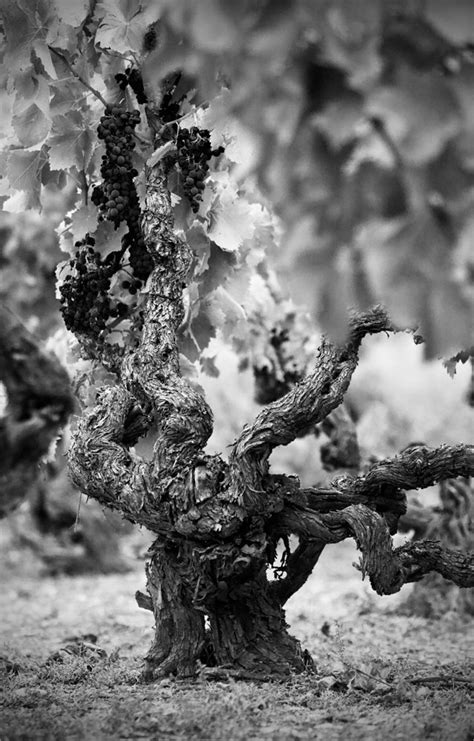 Garnachas Hist Ricas D O Campo De Borja