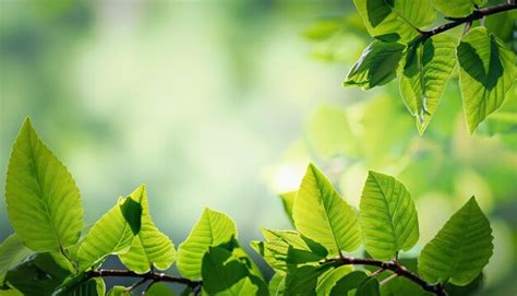 Fondo De Primavera Con Hojas Verdes Frescas Foto Premium