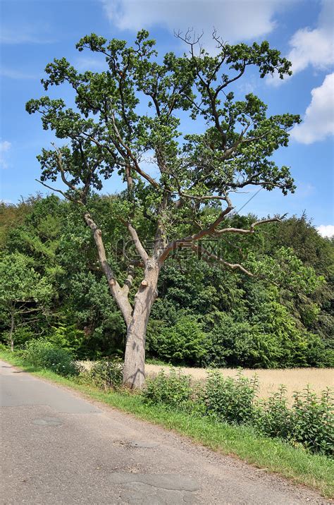 在田野和树木的乡村道路上的美丽景色高清摄影大图 千库网