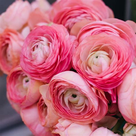 Ranunculus Bouquet