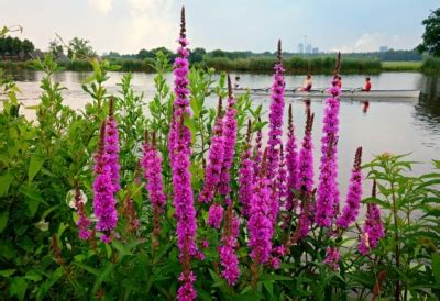 Purple Loosestrife Control - 720.248.0000