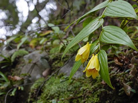 野の花百景 初見の花59 2014 キイジョウロウホトトギス