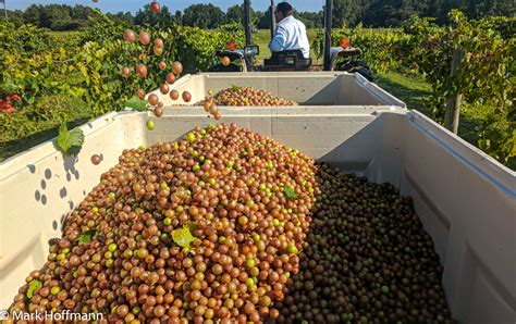 Muscadine Resources | NC State Extension