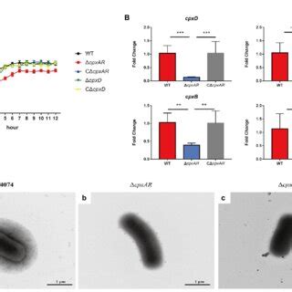 CpxAR Impacts The Capsule Production A The Growth Analysis Of The WT