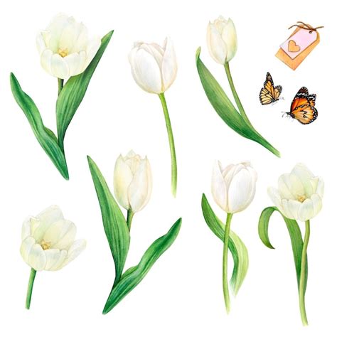 Premium Photo Watercolour Painting Of White Tulips With Leaves