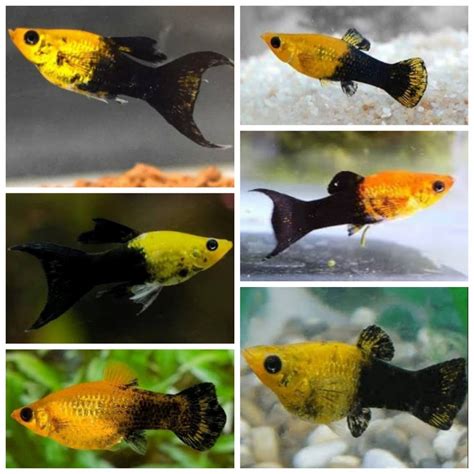 Jual Ikan Hias Coral Guppy Molly Danio Ikan Neon Glowpish Koki Tiger