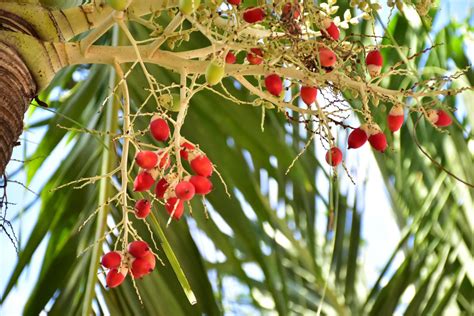 Bunches Of Normanbya Normanbyi Fruits Stock Photo At Vecteezy