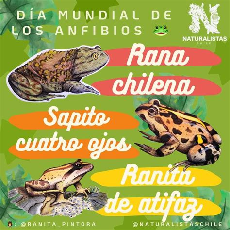 Dia Internacional De Los Anfibios De Abril El D A Internacional Para