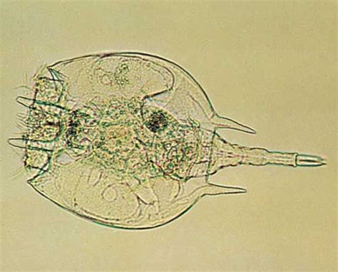 Rotifer Microscopic Multicellular Aquatic Britannica