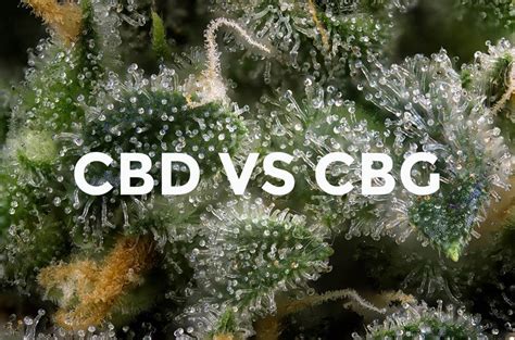 CBD Vs CBG Differences