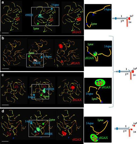 Analysis Of Meiotic Pairing In Pachytene Spermatocytes Using Fish And