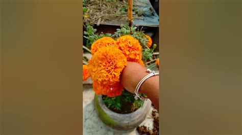 আমার গাছের ফুলshortvideo Beutifull Flowers Youtube