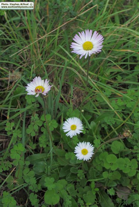 Bellis Sylvestris Southern Daisy MaltaWildPlants The Online