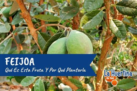 Feijoa Qué es este fruto y por qué plantar el árbol en el huerto