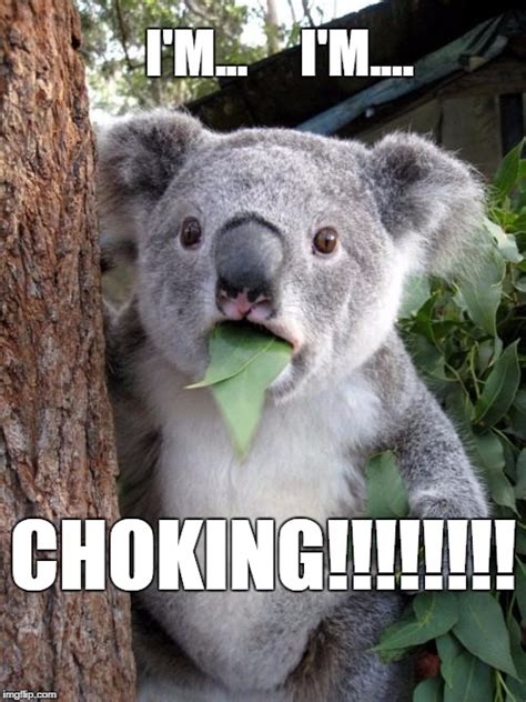 Surprised Koala Meme Imgflip