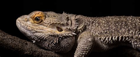 Best Online Reptile Stores Of 2024 Safely Buy Reptiles Online