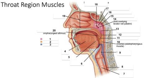 Throat region muscles Flashcards | Quizlet