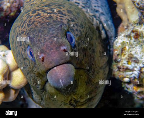 Moray Eel Moray Eels Make Eerie Appearance At Virginia Living Museum