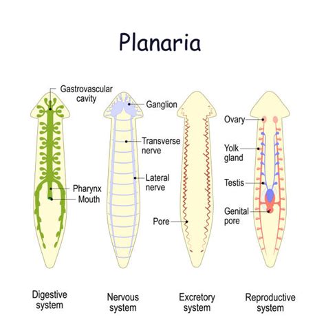 80 Planaria Images Stock Illustrations Royalty Free Vector Graphics