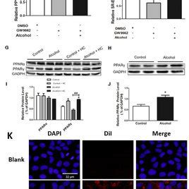 Cell Associated HDL And HDL CE Selective Uptake Mediated By SR BI