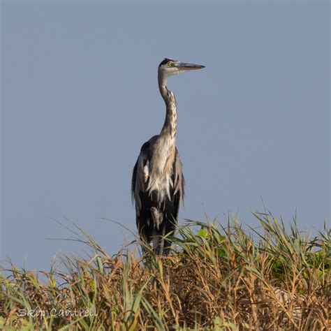 Great Blue Heron From Kleberg County TX USA On September 1 2023 At