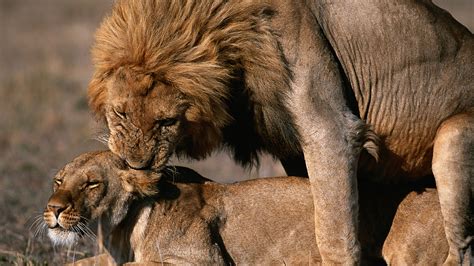 Male lion filmed mating with lioness - CGTN