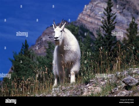 mountain goat, , oreamnos americanus Stock Photo - Alamy