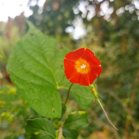 Ipomoea Coccinea Red Morning Glory In GardenTags Plant Encyclopedia