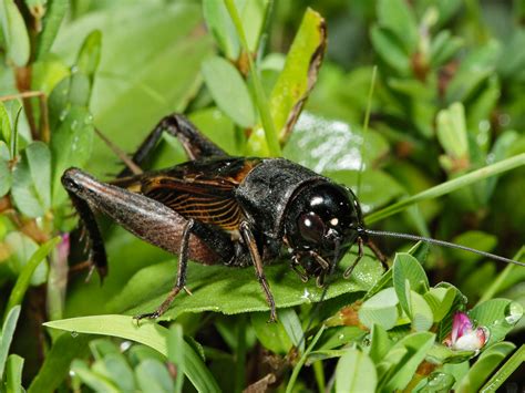 Southeastern Field Cricket Songs Of Insects