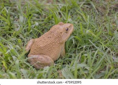 33 Common Surinam Toad Royalty-Free Photos and Stock Images | Shutterstock