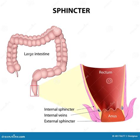 Anatomy Of Anal Canal Vector Illustration 81726246