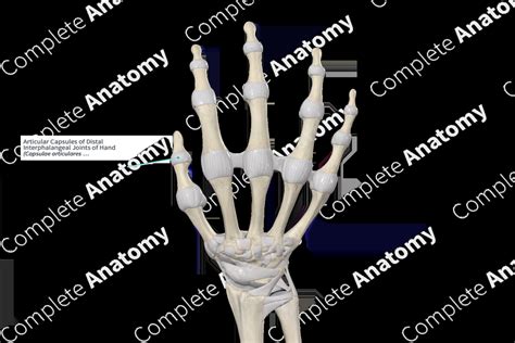 Articular Capsules Of Distal Interphalangeal Joints Of Hand Complete