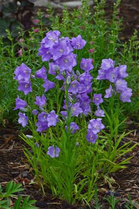 Campanula Persicifolia