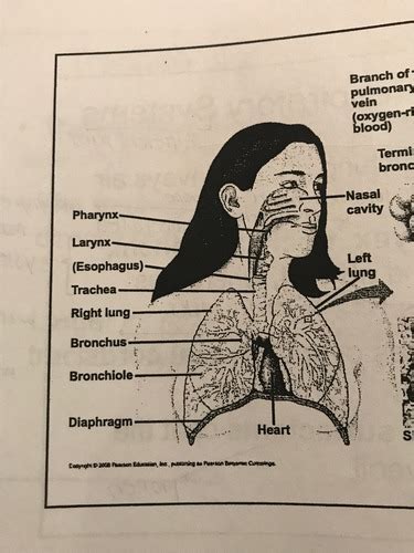 Bio Respiratory System Flashcards Quizlet