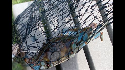 Catching Large Blue Crabs With A String Youtube