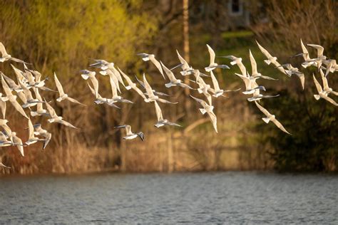 Flock of Seagulls · Free Stock Photo