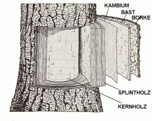 Holz An Sich Wald Baum Aufbau Stamm Holz Waldpflanzen Holzarten