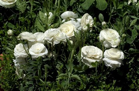 Ranunculus Asiaticus Bloomingdale White Persian Buttercup Garden